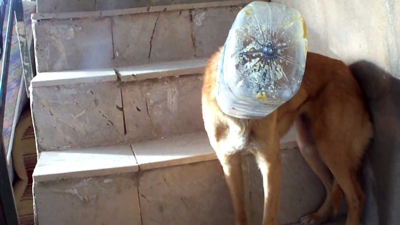 crazy dog with its head stuck in a bottle - YouTube