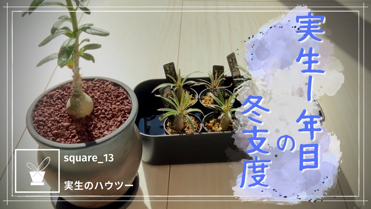 塊根植物】実生1年目の冬支度 実生の株を休眠させずに冬越ししたい