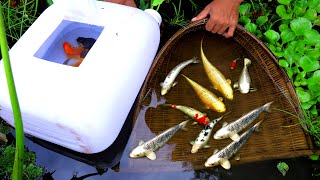 Technique Fishing _The Most Popular Asia Fishing Catch Up The Best Fish ( Koi & Gold ) Lucky Day.