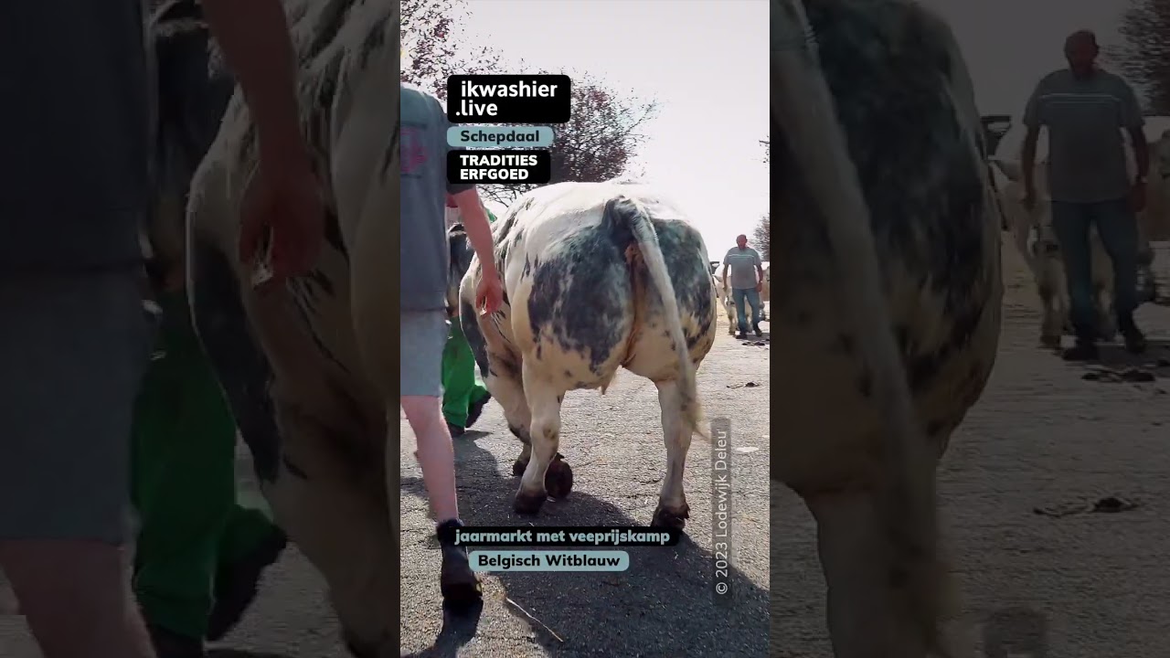 Belgisch Witblauw op jaarmarkt Schepdaal 
