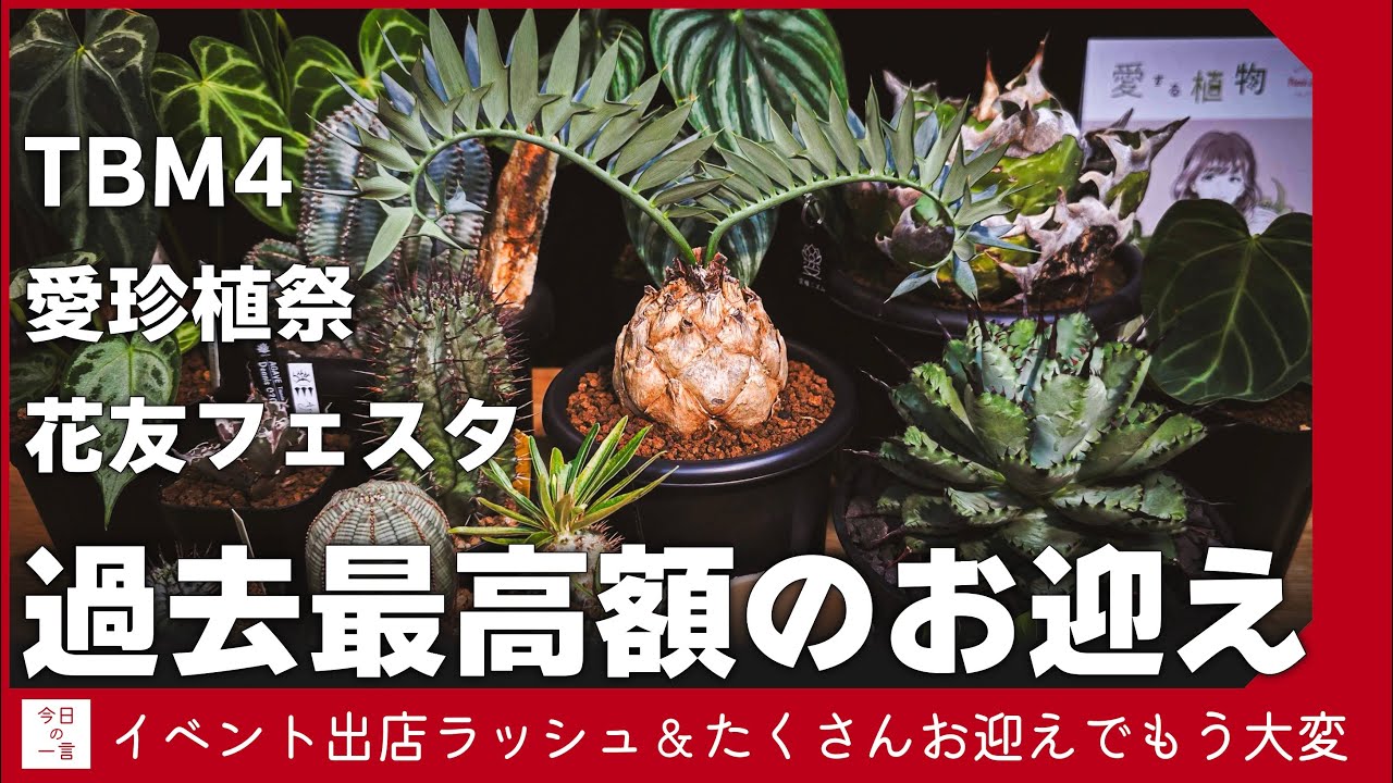 過去最高額の植物をお迎えしてしまったのでイベント出店の振り返りもしつつご紹介したい【アガベ・塊根・多肉】