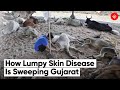 Lumpy Skin Disease a Viral Infection Killing Cattle Sweeps Gujarat