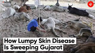 Lumpy Skin Disease, a Viral Infection Killing Cattle, Sweeps Gujarat