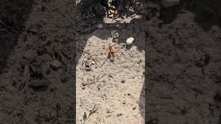 What animal is this?