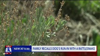 Family dog suffers rattlesnake bite