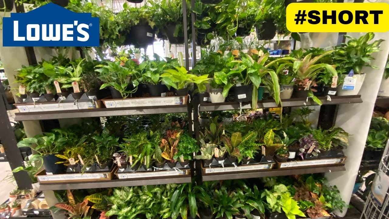 LOWES * CHEAP INDOOR PLANTS* 