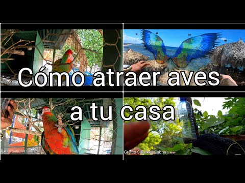 😍🦜🕊como hacer que vengan más aves a tu casa 🏡Fácil y rápido. Funcionaaaa hqdefault