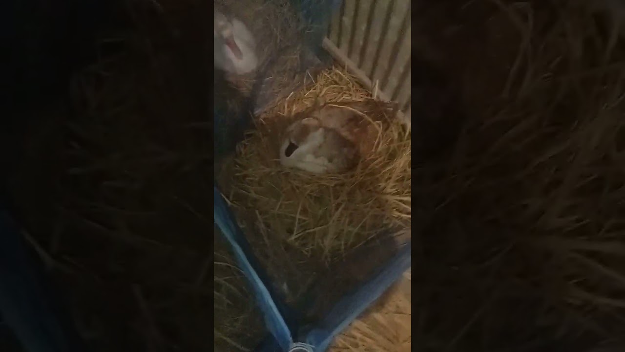 আমি কি ভাবে বাচ্চা ফুটিয়ে থাকি এই সম্পর্কে জেনে নিন আমার সাথে যোগাযোগ এর নাম্বার 01996685894