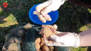 How to properly prepare potatoes for planting - germination and cutting