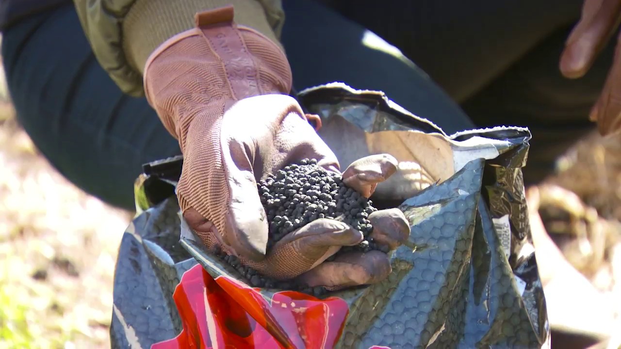 The Garden Gurus Richgro Black Marvel Rose Food YouTube