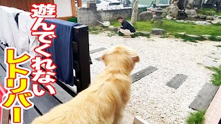 人がどう頑張っても遊んでくれないレトリバー！