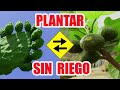 ANTIGUO METODO (NOVEDOSO)  PARA PLANTAR O SEMBRAR SIN TENER QUE REGAR