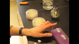 O.G. BioBuilder Prep Videos_Plating Cells