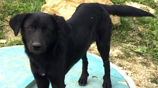 Blackie I Adoption of Dogs from Bosnia