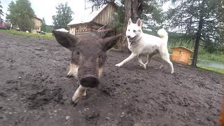 Волосатый поросёнок гоняет Белую Лайку. Hairy pig chases hunting dog.