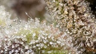 Tangerine Dream strain review