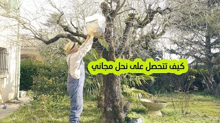 تربية النحل :كيفية الحصول على نحل مجاني/اصطياد طرود النحل /ح 33