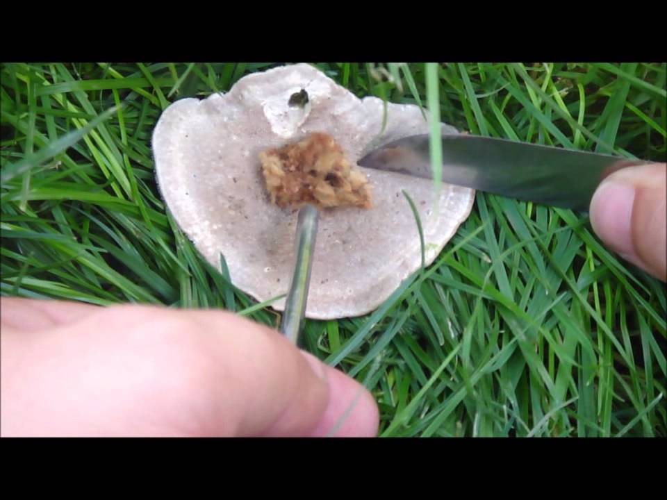 bushcraft firemaking horseshoe fungus (bracket fungi) as tinder YouTube