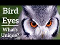 Bird Eyes - What's So Unique?