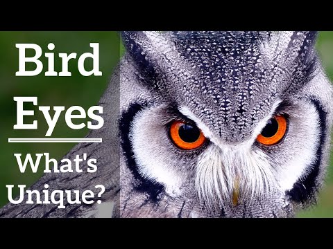 bird eyes