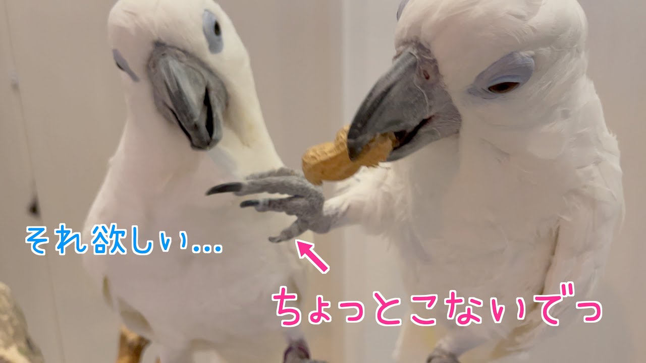 オウム達がナッツの虜になる姿が子供のオモチャの取り合いみたいでした！