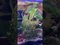 Aquarien Pflanzen vermehren - Gratis!