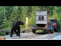Video shows release of 2 captured Montana grizzly bears