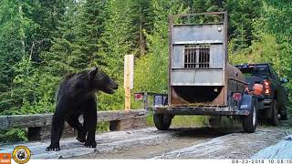 Video shows release of 2 captured Montana grizzly bears