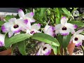 Orquidea dendrobium nobile floracion (Quiero intercambiar Orquidea)