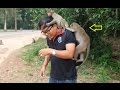 crabzilla playing with man, crabzilla eat lotus, monkey eating lotus, Li...