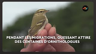 A Ouessant, Pendant Les Migrations, Ouessant Attire Des Centaines D’ornithologues