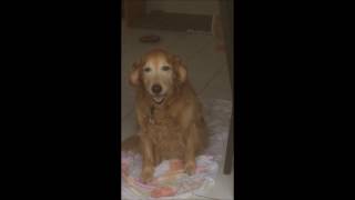 A Wet And Mellow Day At Cloud K Nine