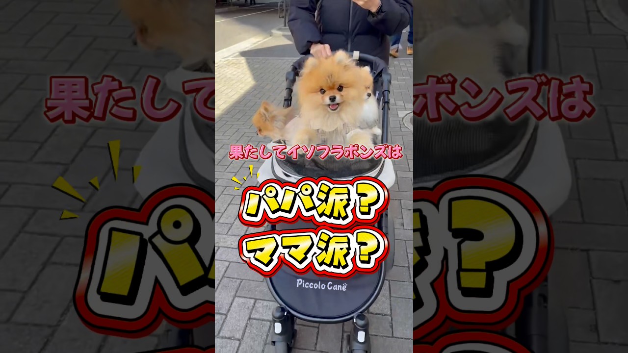 みんなのわんちゃんはどっち派?😆 #pomeranian #ポメラニアン #犬 #癒し #博美犬 #どっち派