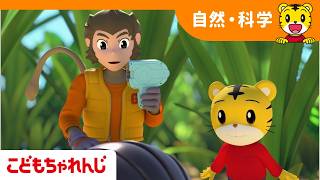 こどもちゃれんじすてっぷ〉たいけんばん 4・5歳の通信教育