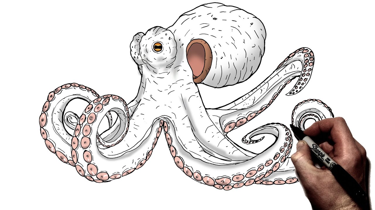 How To Draw An Octopus Step By - Maxresdefault