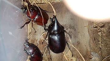 Mấy con này ko biết ai nuôi ko nhỉ ( kiến vương 2 sừng)