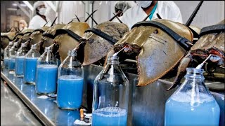 BLUE BLOOD | Horseshoe Crab Harvesting and Extracting Blue Blood For Biomedical Research