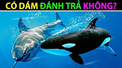 CÁ MẬP TRẮNG có ĐÁNH TRẢ lại Cá Voi Sát Thủ hay không? - Động Vật Facts #129