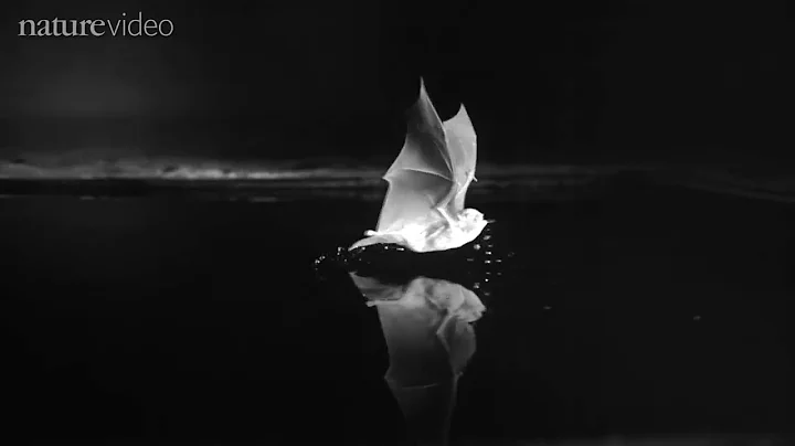 BAT SENSE   by Nature Video