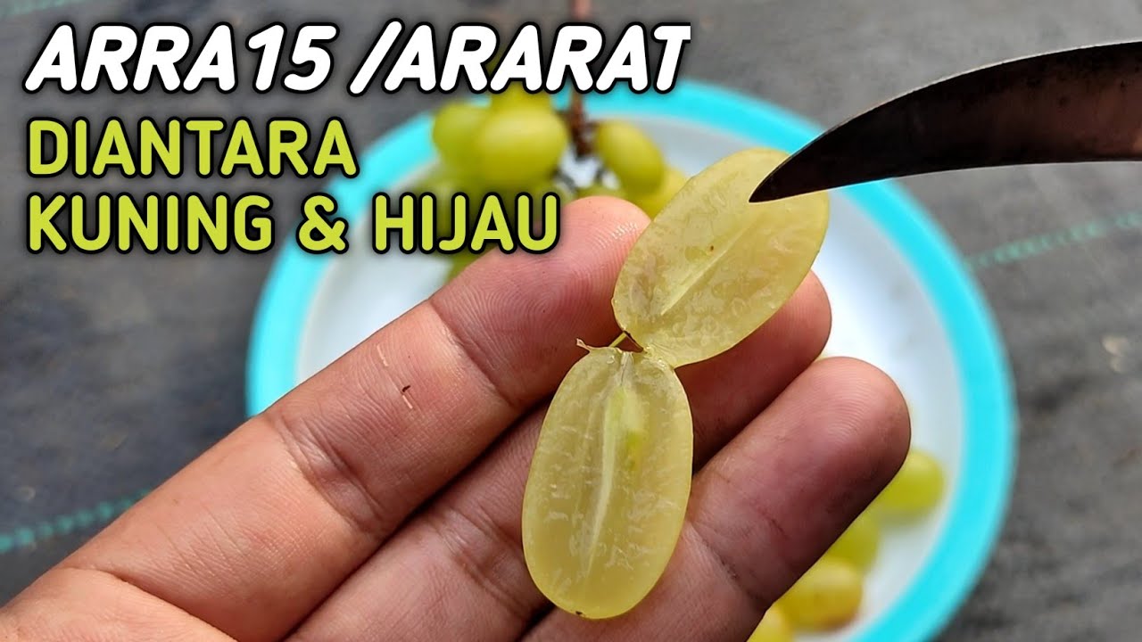 TERNYATA ANGGUR INI BANYAK SERINYA REVIEW ARRA15