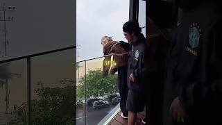 Download Lagu Rosie and Bruno mars Met their Fans🪭 #celebrity #shortvideo MP3 Download Lagu Rosie and Bruno mars Met their Fans🪭 #celebrity #shortvideo MP3