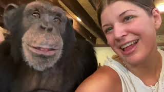 A CHIMPANZEE BIRTHDAY PARTY !