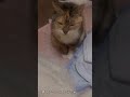 眠たそうな猫さん