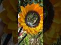 Diy sunflower  #shortsfeed#craft#shorts#youtubepartner#papercraft#flowers#sunflower#short#decor#easy