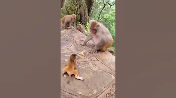 Обезьянки