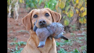 Outdoor Quest Ep#5 2019 Bird Hunting in South Africa screenshot 5