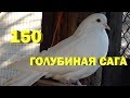 Неожиданное пополнение - Голубиная сага - Серия 150