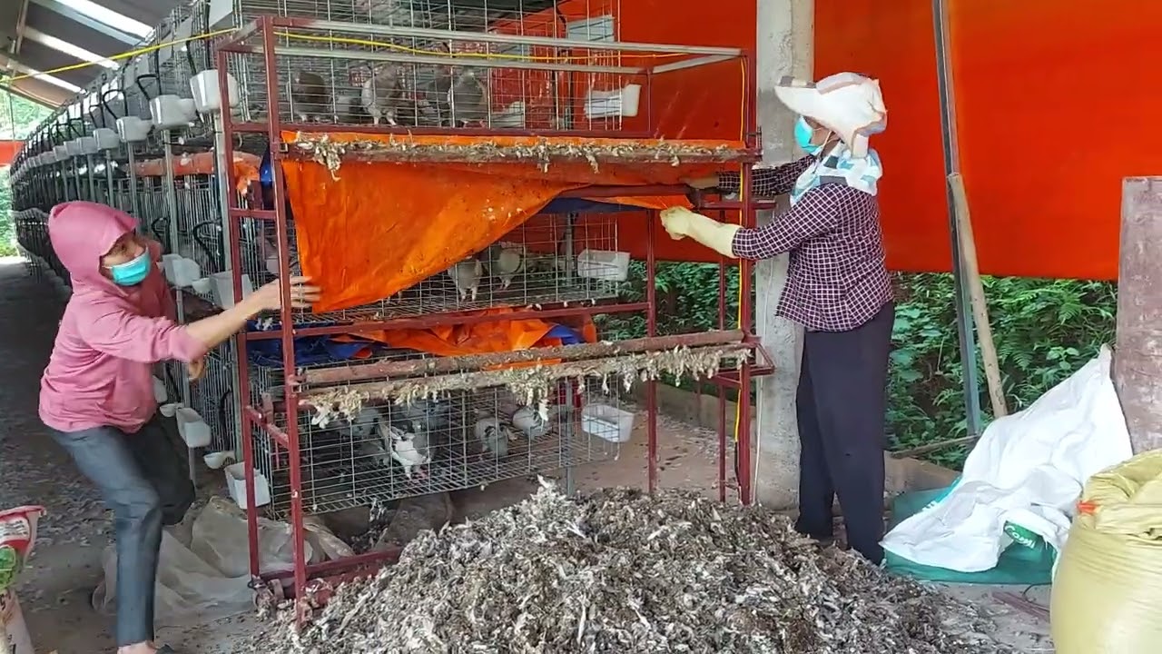 dọn phân chim bồ câu dễ dàng và đơn giản