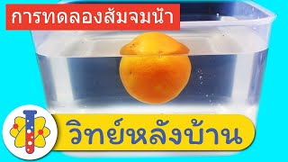 How To Make An Orange Sink | การทดลองส้มจมน้ำ | วิทย์หลังบ้าน screenshot 4