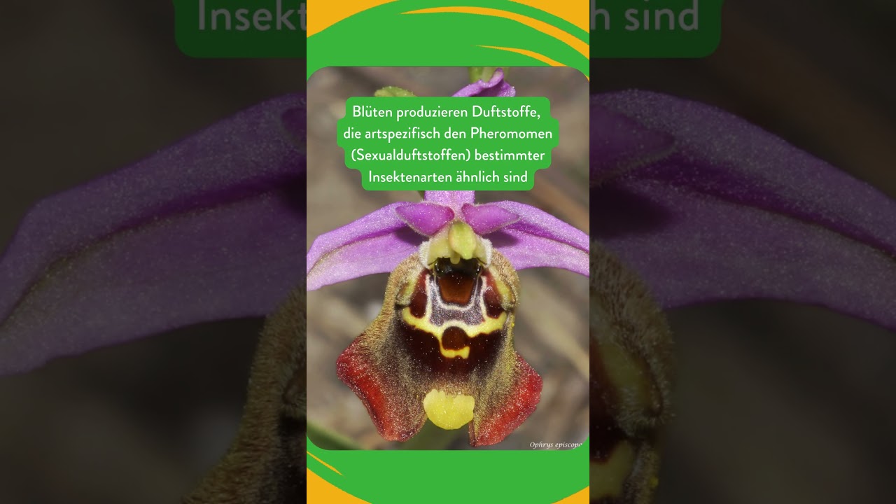 Ragwurze als Sexualtäuschblumen